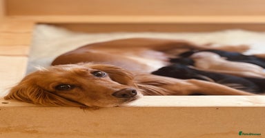 Cocker Spaniel dogs - Advert 10