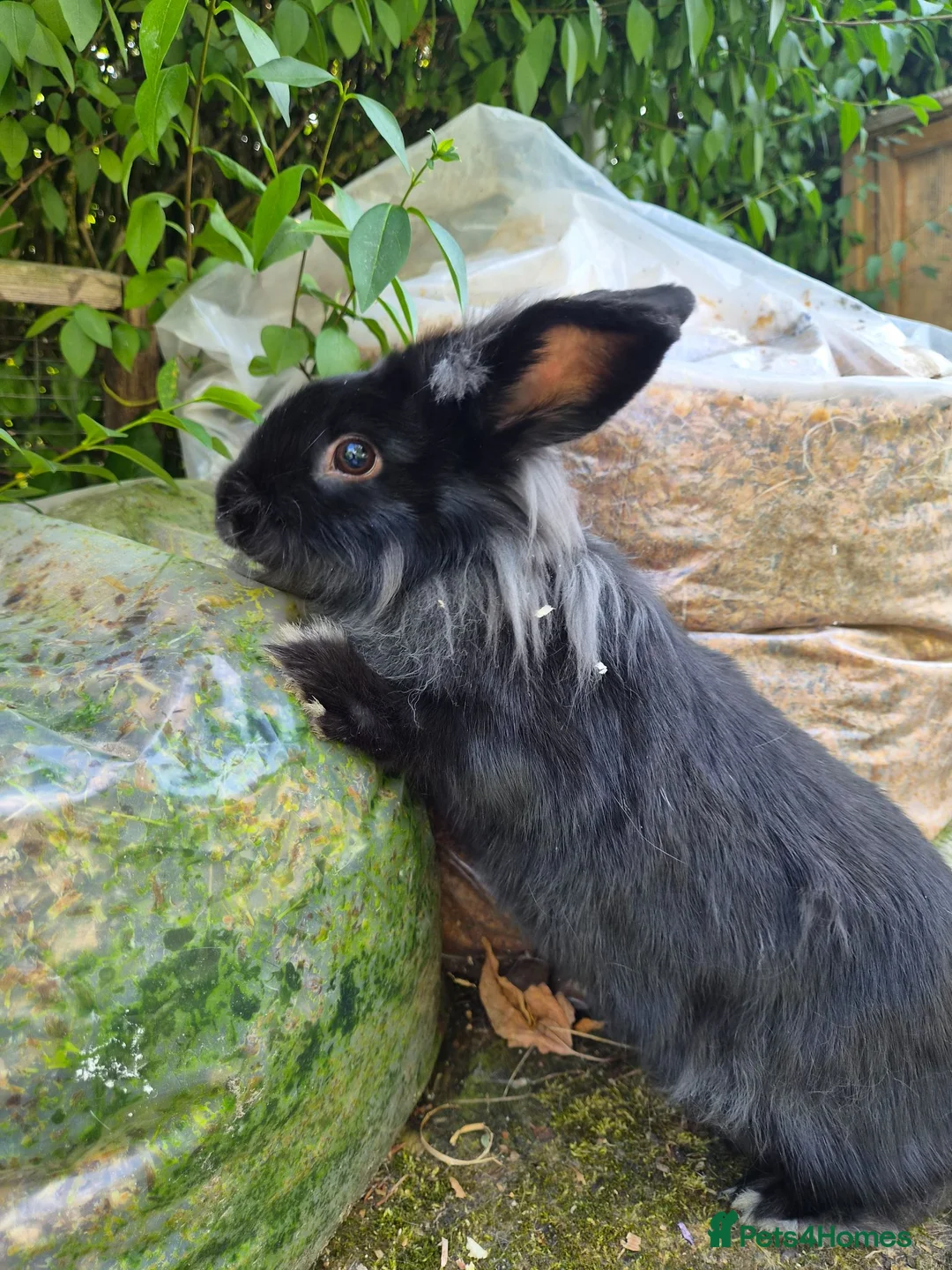 Lionhead rabbits for sale: Young lionhead doe for sale £50 in Manchester - Advert 6