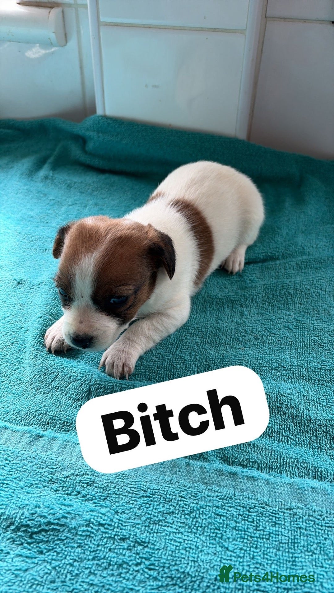 Jack Russell dogs Jack Russell pups - Advert 2