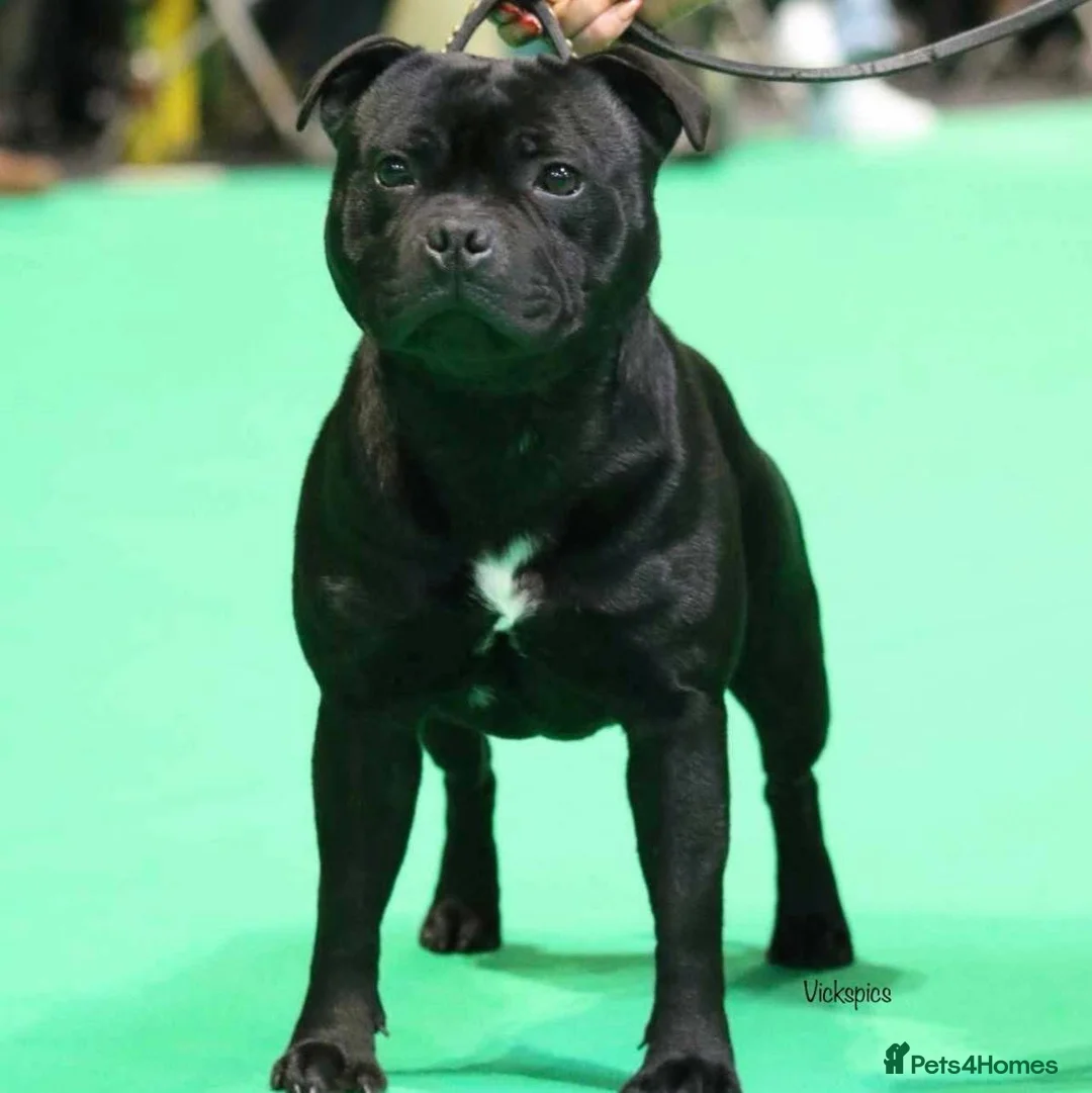 Staffordshire Bull Terrier dogs for sale: Scuba_staffies waiting list open. Valglo x bronson - Advert 9