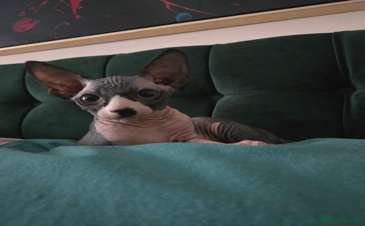 Sphynx cats - Advert 18