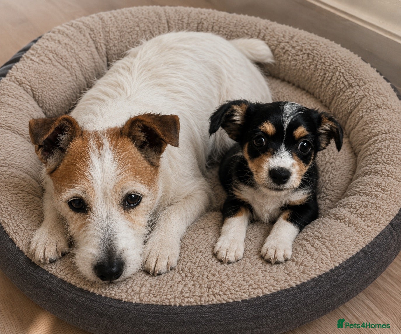 Jack Russell dogs Little boy jack  - Advert 12