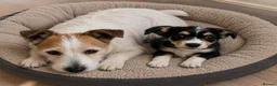 Jack Russell dogs for sale: Little boy jack  in Leicester - Advert 1