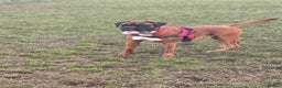 Boxer dogs for stud: Boxer Stud KC Reg & Proven - Advert 6