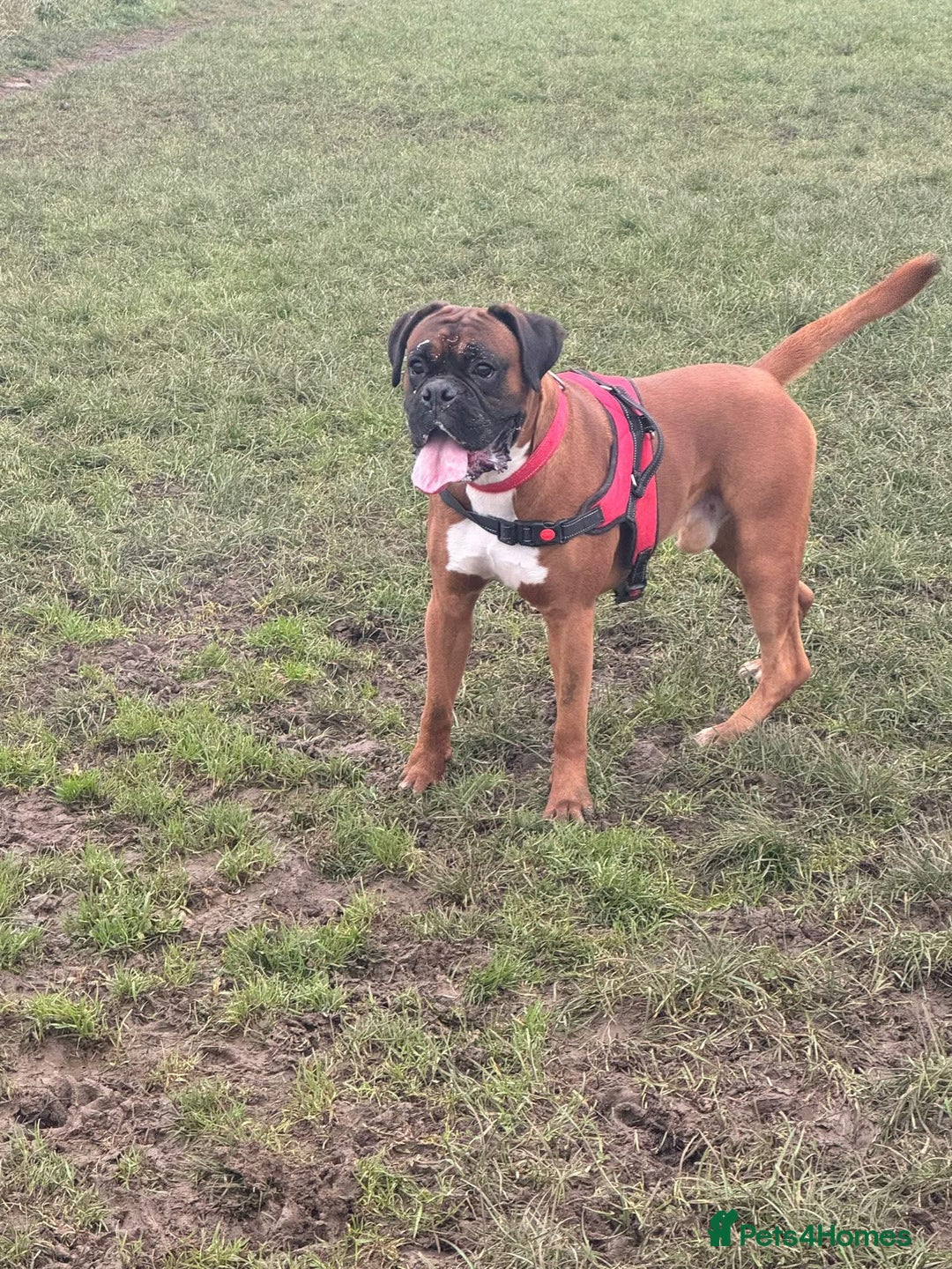 Boxer dogs for stud: Boxer Stud KC Reg & Proven - Advert 6
