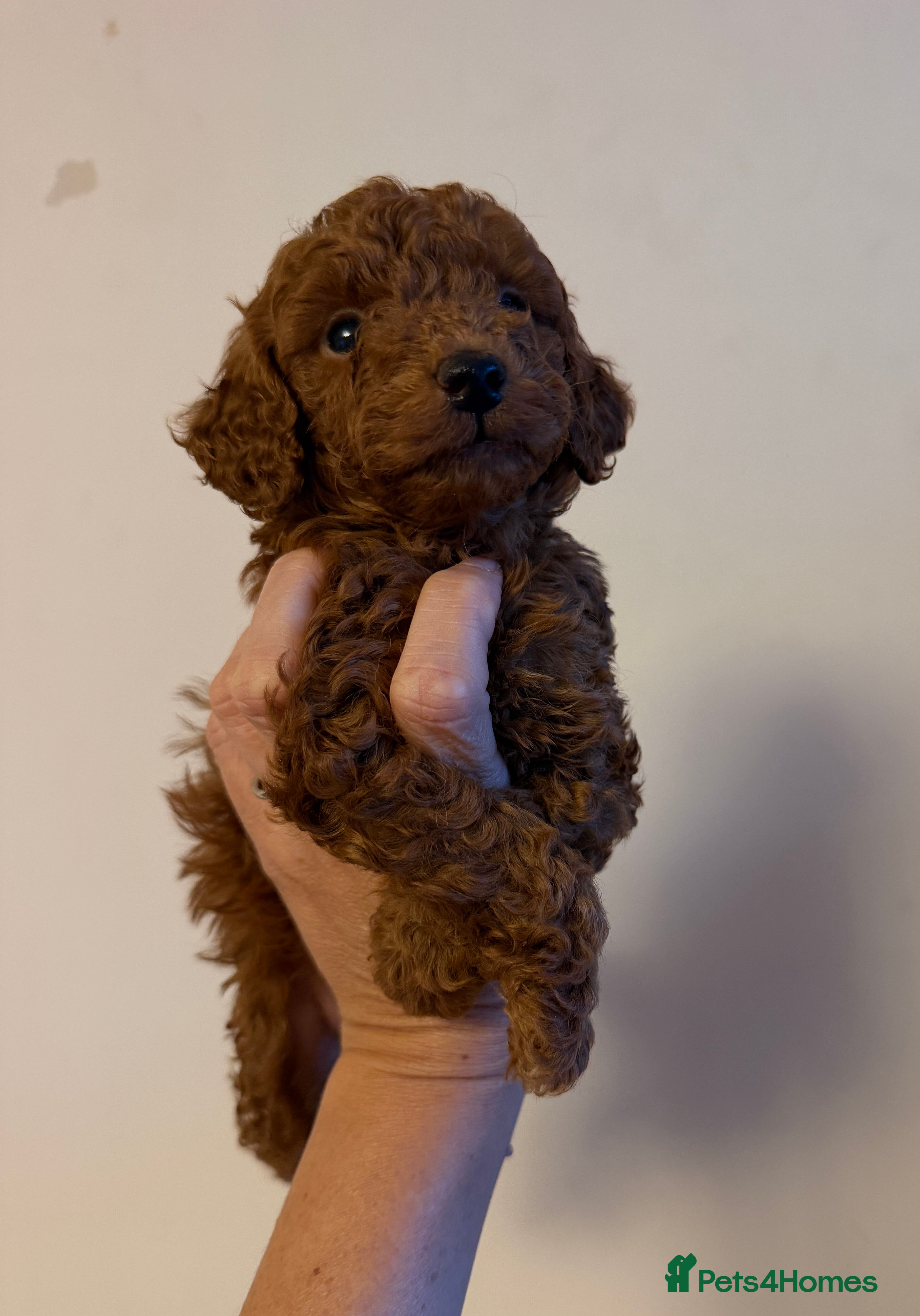 Toy Poodle dogs Stunning Deep Red Toy Poodles 🐩 Ready 26th Oct - Advert 2