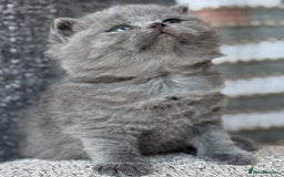 British Shorthair cats for sale: Adorable British Shorthair Teddy Bear Kittens - Image 3