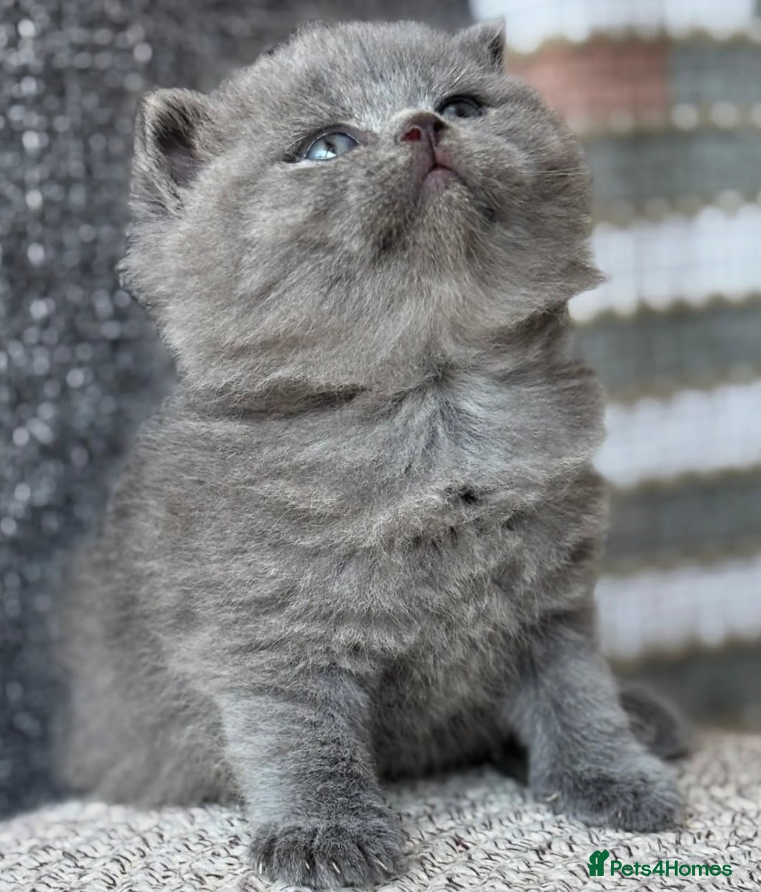 British Shorthair cats for sale: Adorable British Shorthair Teddy Bear Kittens - Image 3