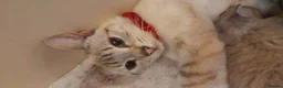 Mixed Breed cats for sale: Gorgeous kittens in Margate - Advert 2