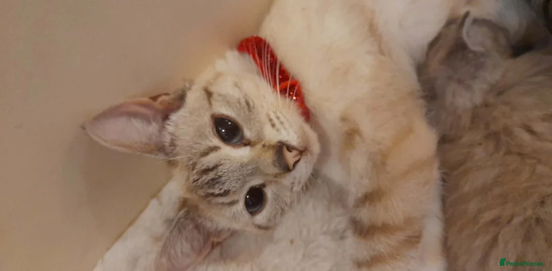 Mixed Breed cats for sale: Gorgeous kittens in Margate - Advert 2