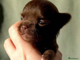 Chihuahua dogs ❤️🔥Dna tested parents❤️🔥Long-coat 2boys 2girls - Advert 4