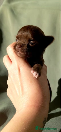 Chihuahua dogs ❤️🔥Dna tested parents❤️🔥Long-coat 2boys 2girls - Advert 7