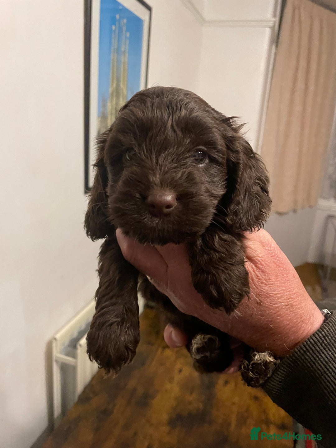 Cockapoo dogs for sale: Cockapoo puppies - Image 7