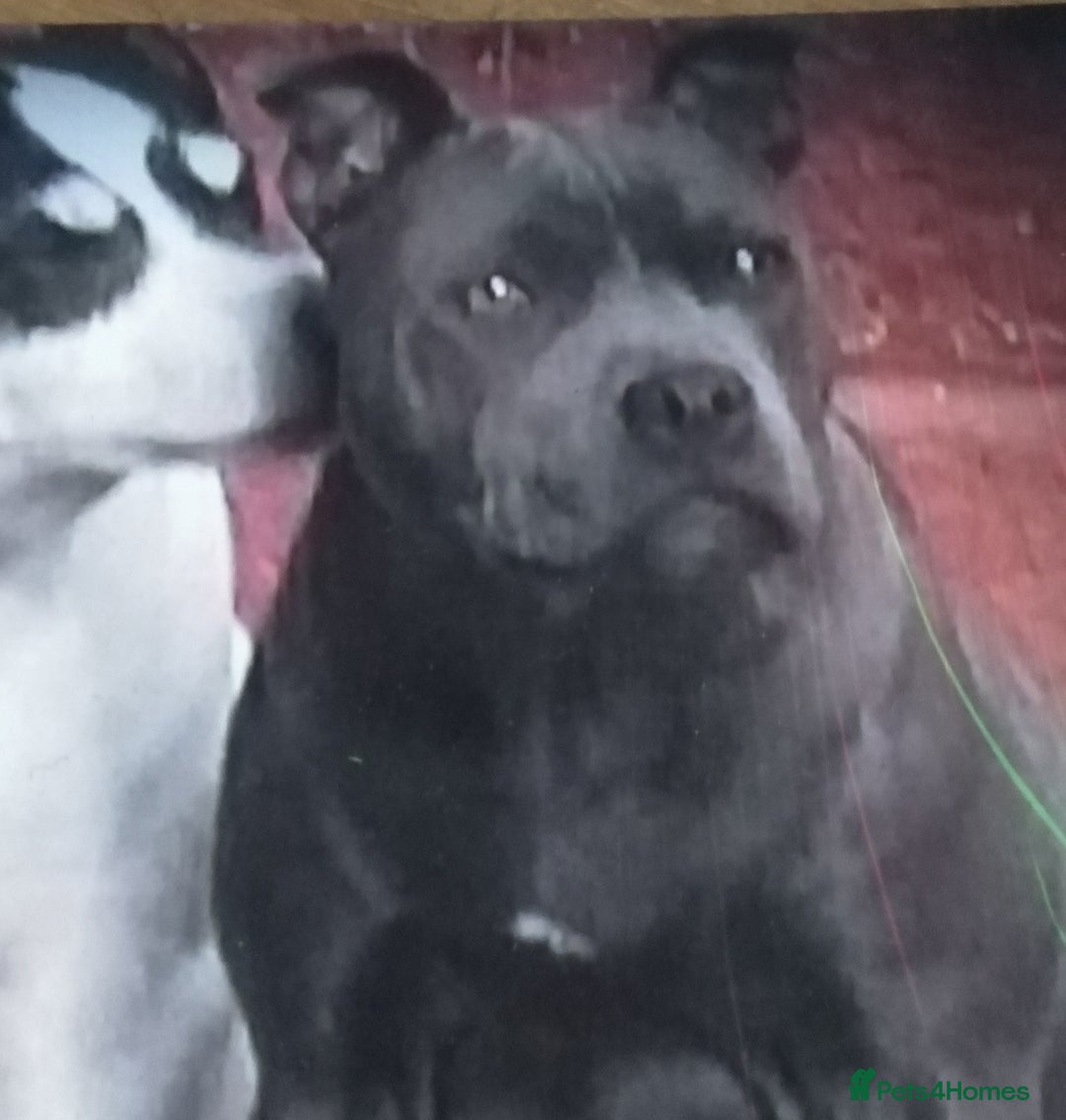 Staffordshire Bull Terrier dogs for sale: Gorgeous Blue staff puppies - Image 8