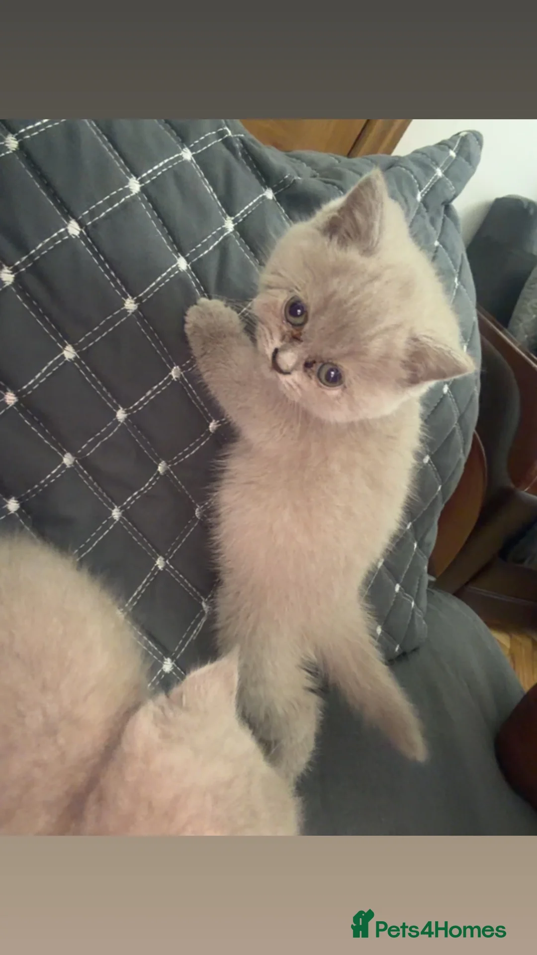 British Shorthair cats for sale: Lilac British Shorthair  in Keighley - Advert 2
