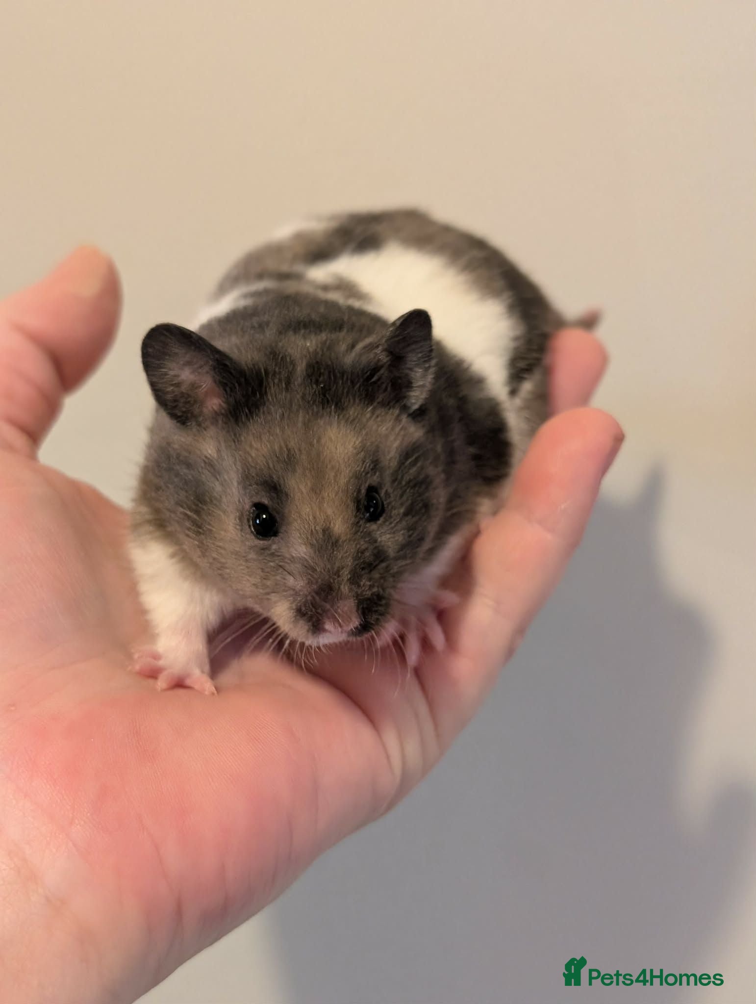 Hamster rodents Pedigree syrian hamsters  - Advert 11