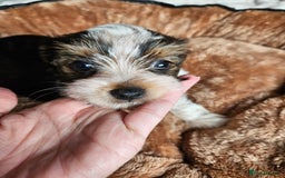 Yorkshire Terrier dogs for sale: DNA tested parents possible Dilution Yorkies - Image 27