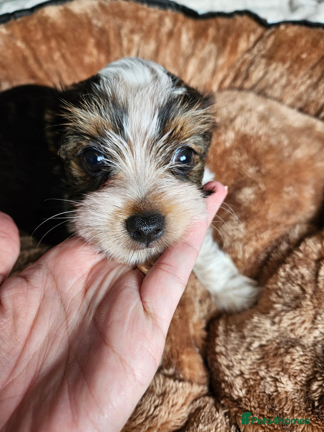 Yorkshire Terrier dogs for sale: DNA tested parents possible Dilution Yorkies - Image 27