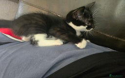 Domestic Shorthair cats for sale: Kittens  - Image 4