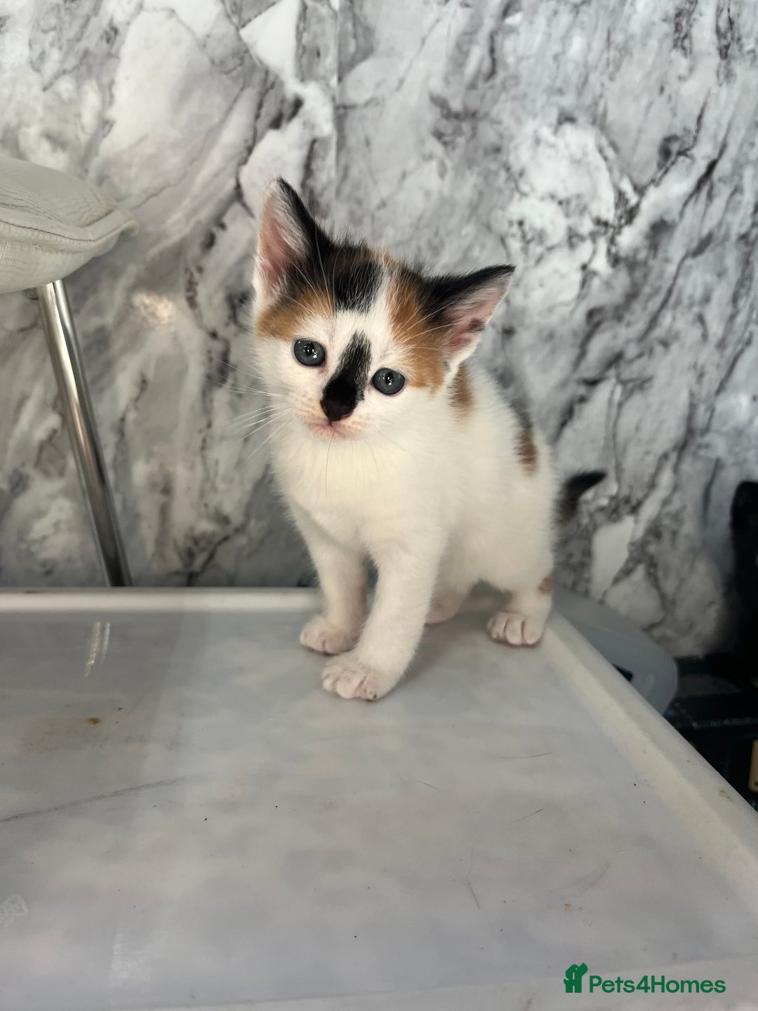 Mixed Breed cats for sale: 2 girl calico kittens  - Image 6