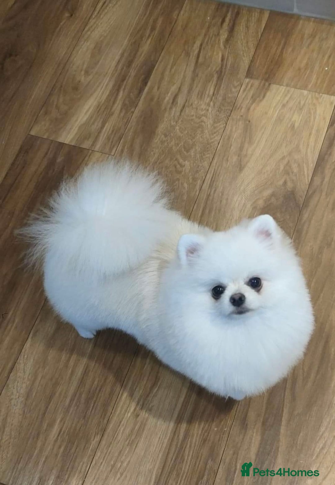 Pomeranian dogs for sale: Stunning Pomeranian Females KC reg. Russian lines - Advert 16