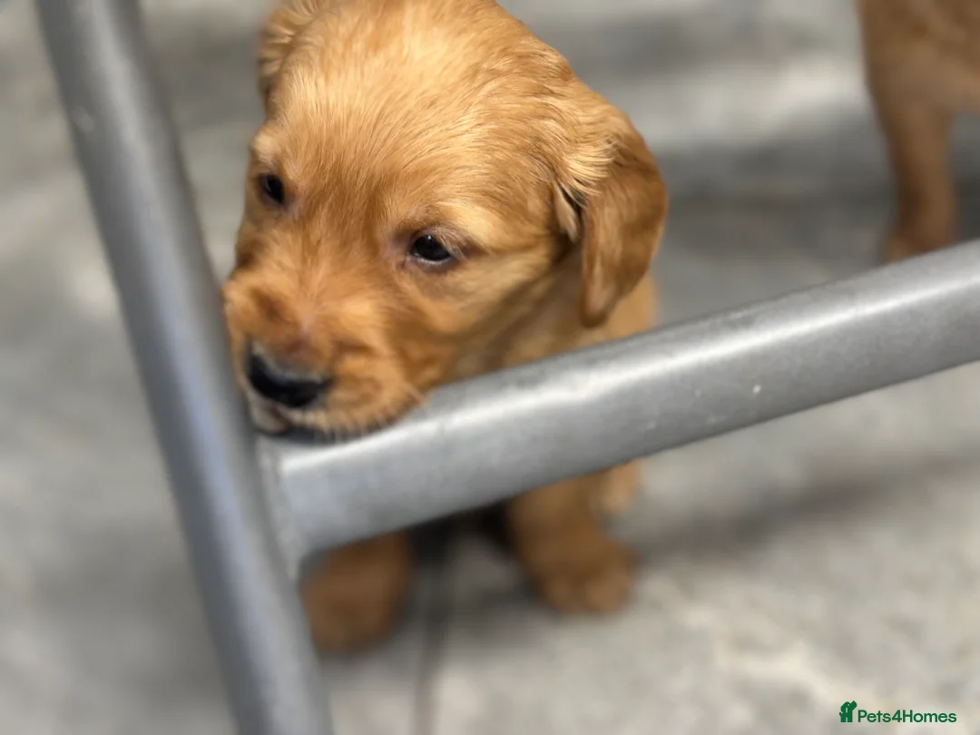 Golden Retriever dogs for sale: Dark Golden KC registered Golden retrievers - Advert 33