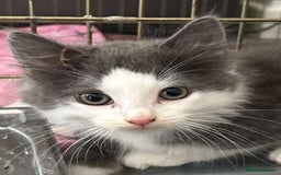 British Shorthair cats for sale: 🐾 Gorgeous Kittens Ready This Saturday! 🐾 - Image 5