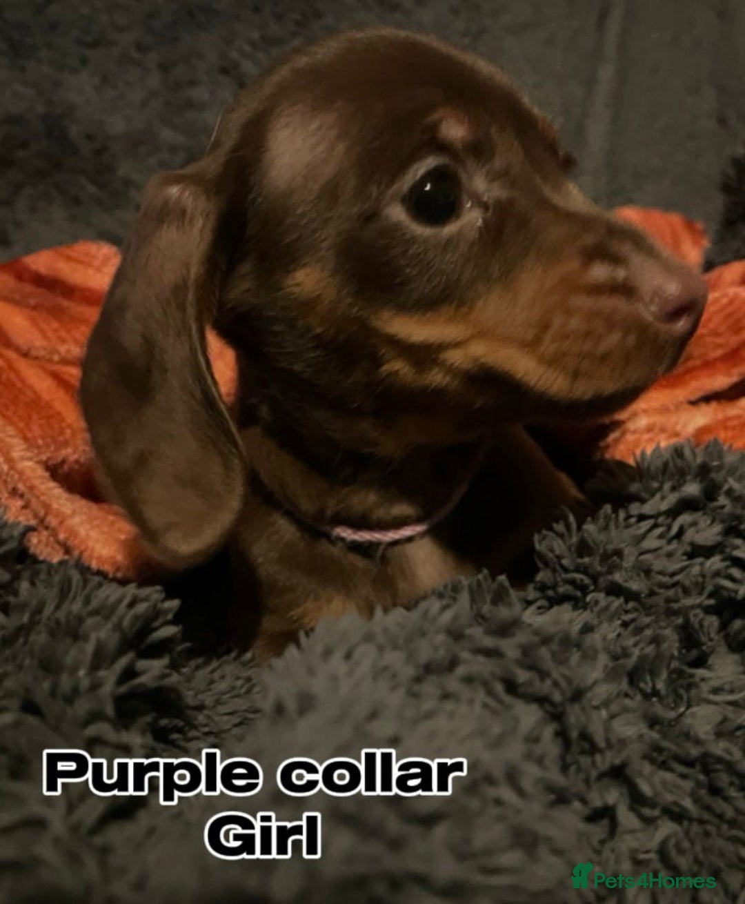 Miniature Dachshund dogs for sale: FULLY VACCINATED, READY NOW, PRA ClR, KC Reg pups - Advert 9