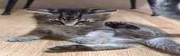 Maine Coon cats for sale: Beautiful Maine Coon x Silver British shorthair - Advert 16