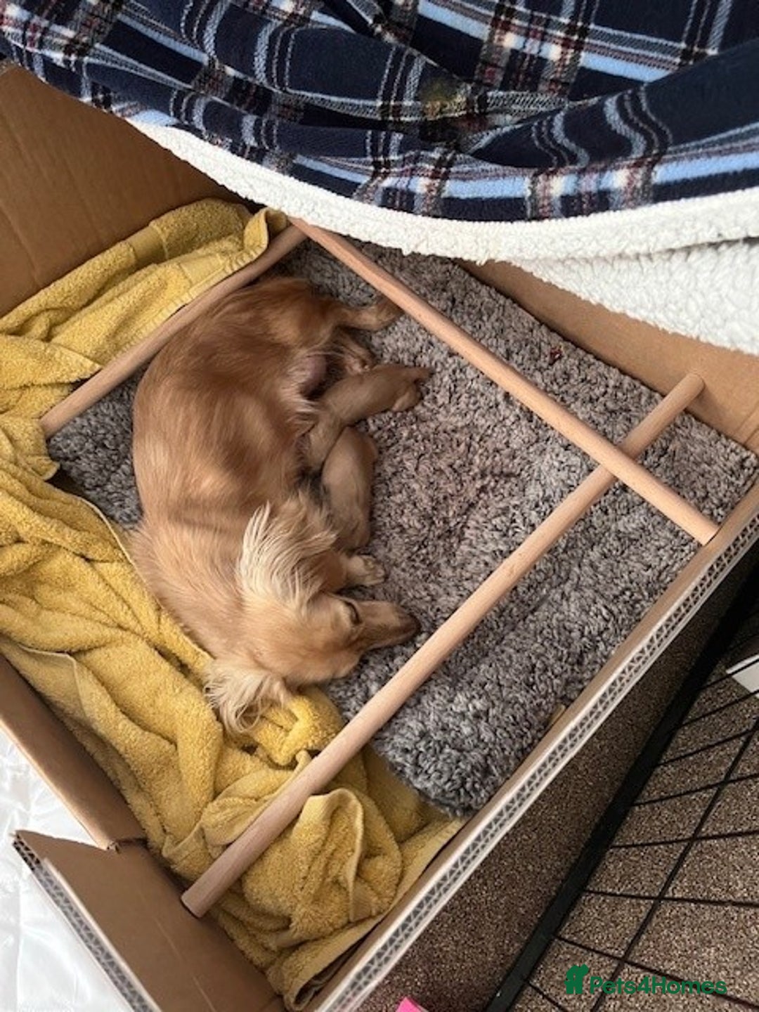 Miniature Dachshund dogs for sale: English Cream Miniature Dachshund Puppys - Image 2