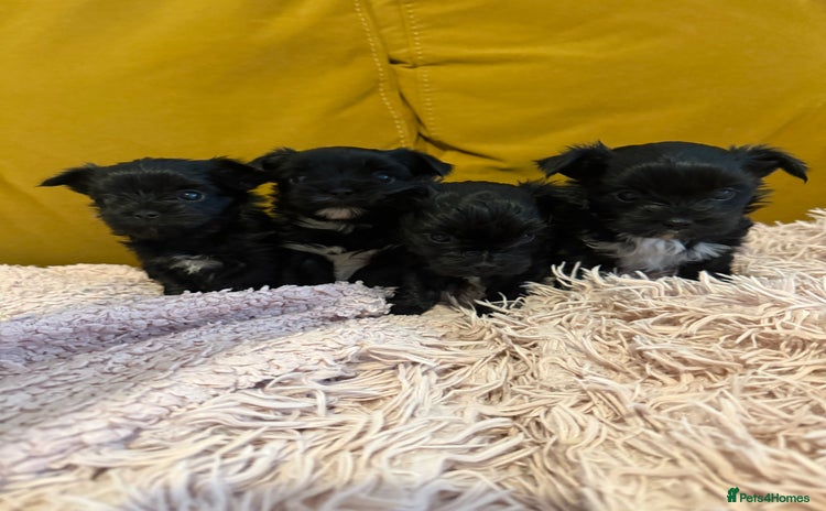 Yorkshire Terrier dogs - Advert 7