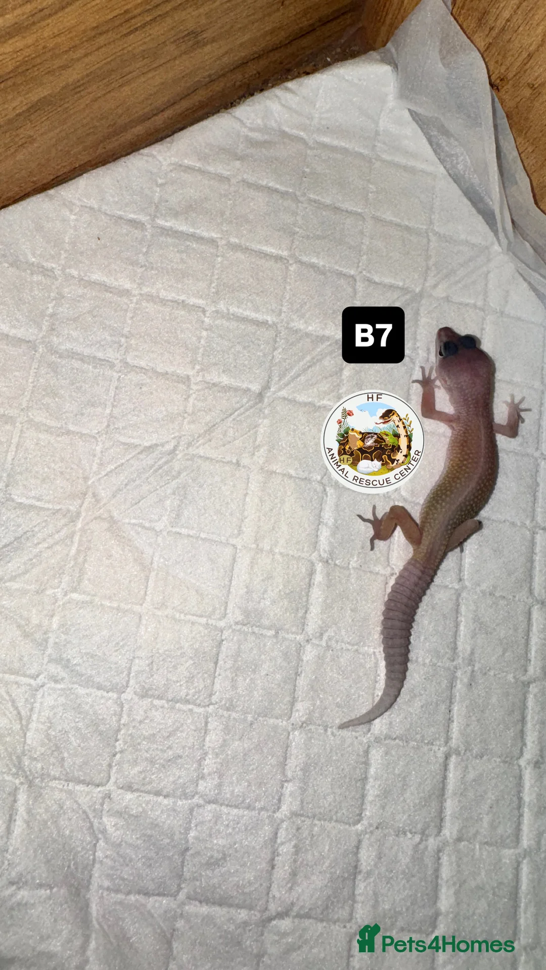 Leopard Gecko reptiles for sale: crested & leopard geckos - possible a full setup  - Advert 2