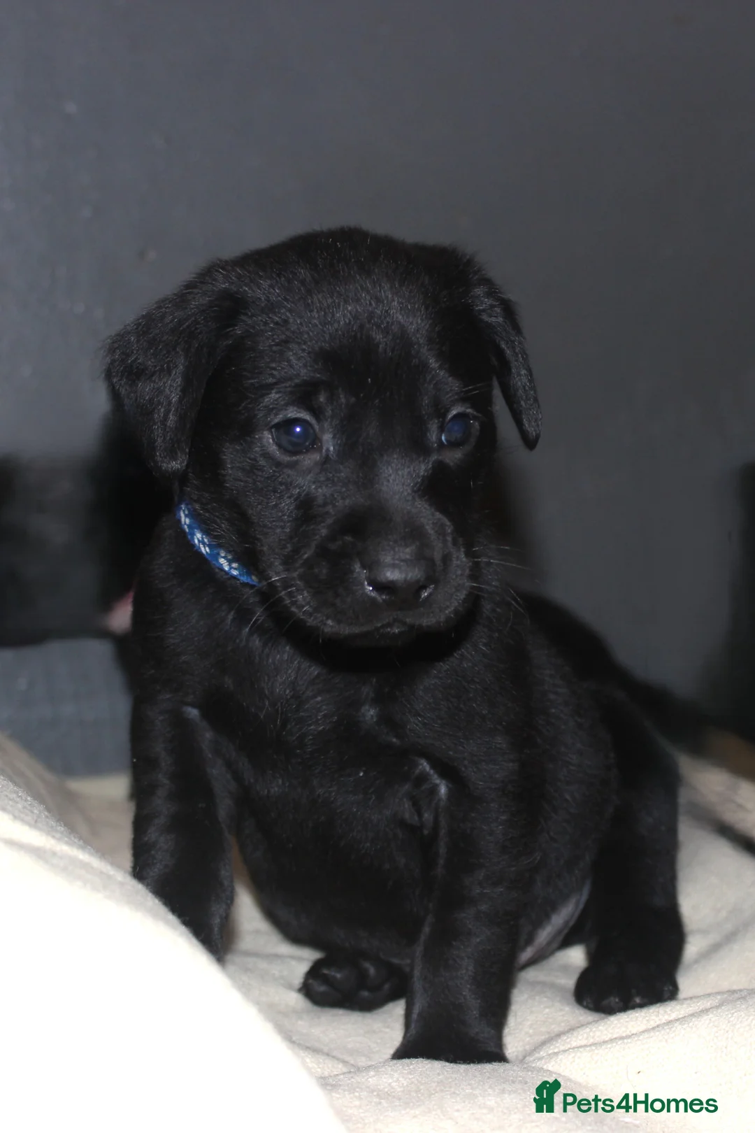 Labrador Retriever dogs for sale: Lovely, bold, beautiful puppies - Advert 9