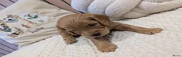 Cavapoo dogs for sale: BEAUTIFUL F1B CAVAPOO PUPPIES  - Advert 31