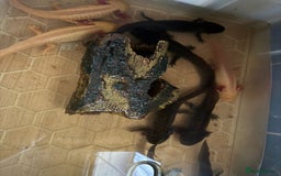 Axolotl reptiles for sale: Axolotl's looking for homes  - Image 5