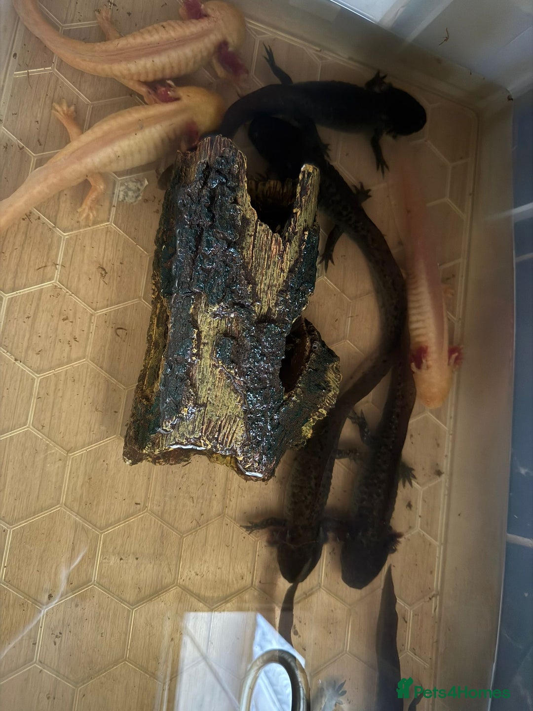 Axolotl reptiles for sale: Axolotl's looking for homes  - Image 5