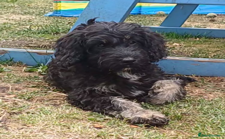 Mixed Breed dogs in King's Lynn - Advert 4