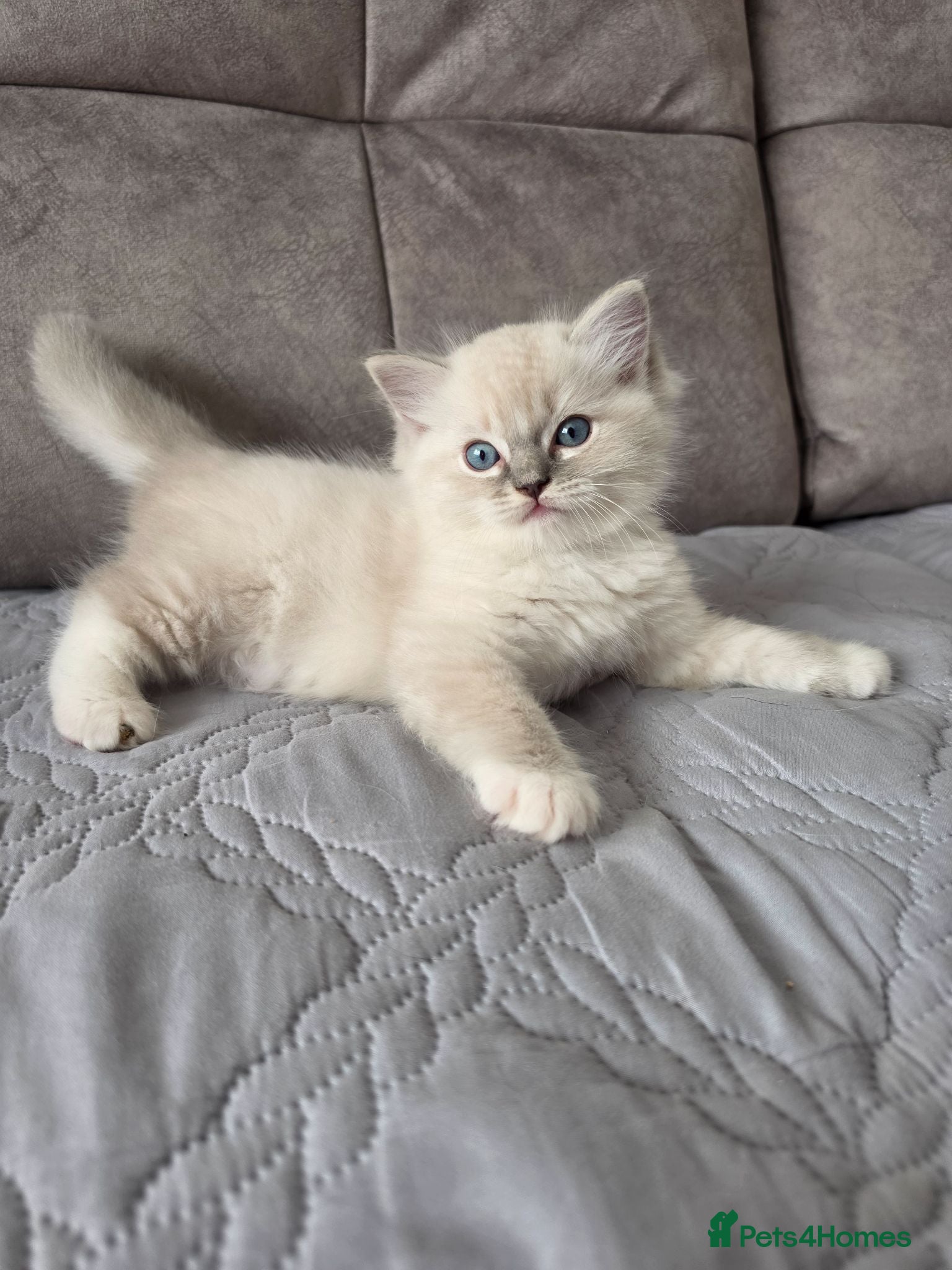 Ragdoll cats Ragdoll kittens DNA tested  - Advert 16