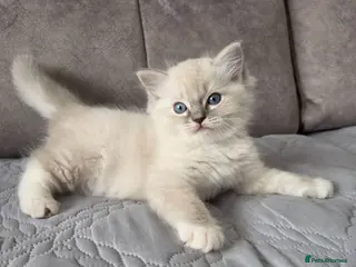 Ragdoll cats Ragdoll kittens DNA tested - Advert 14