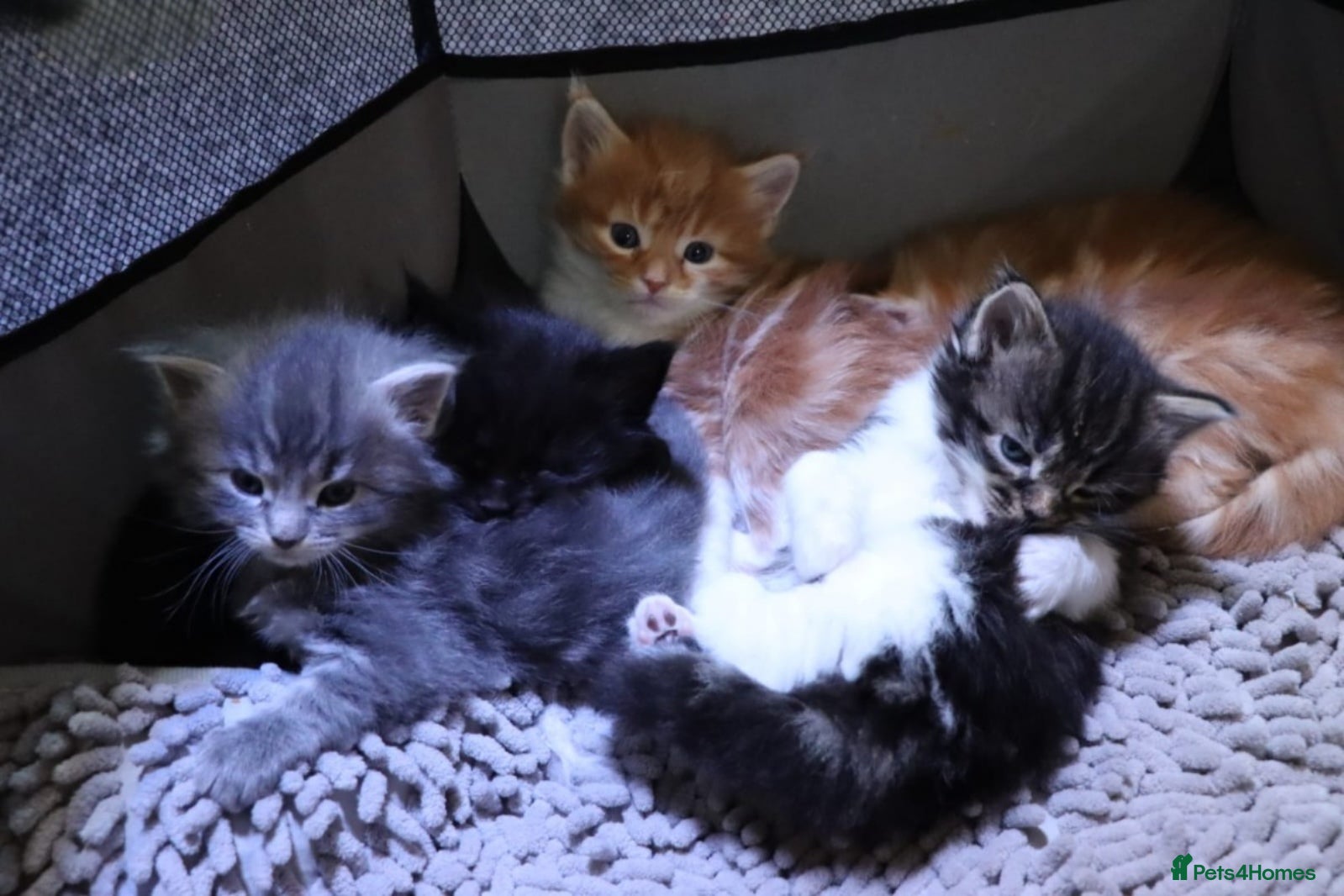 Maine Coon cats Gorgeous maine coon cross kittens - Advert 12