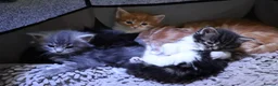 Maine Coon cats for sale: Gorgeous maine coon cross kittens - Advert 9