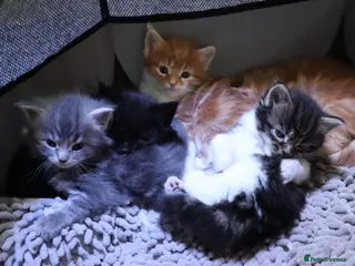 Maine Coon cats Gorgeous maine coon cross kittens - Advert 12