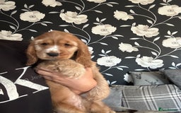 Cocker Spaniel dogs for sale: 🐶 STUNNING traditional KC show cocker spaniels*** - Image 3
