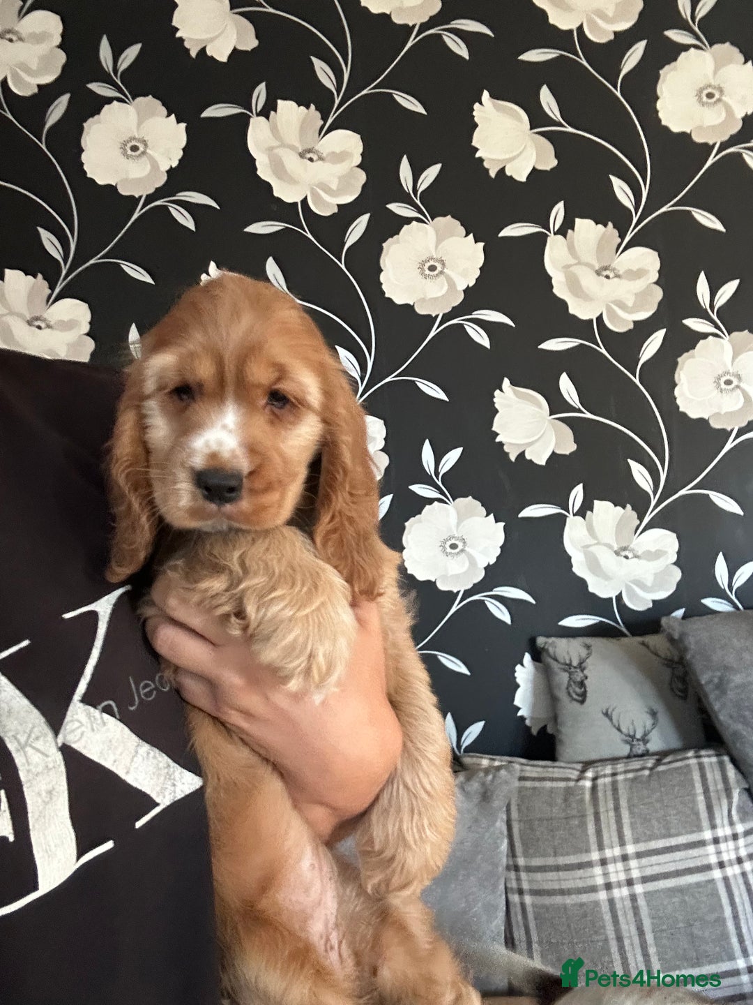 Cocker Spaniel dogs for sale: 🐶 STUNNING traditional KC show cocker spaniels*** - Image 3