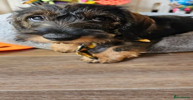 Dachshund dogs - Advert 12