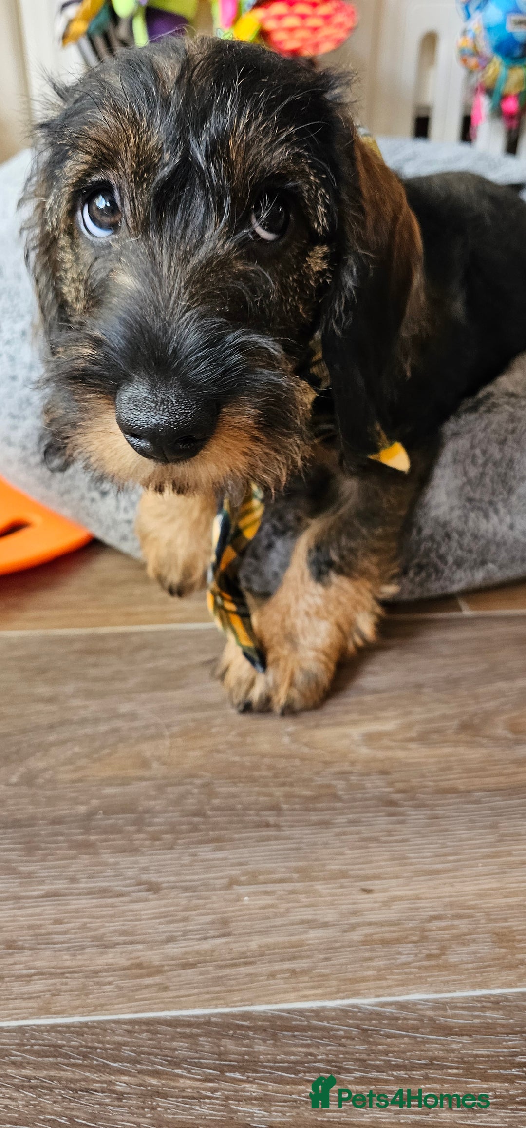 Dachshund dogs for sale: Outstanding Standard Wire haired Dachshund puppies - Image 3