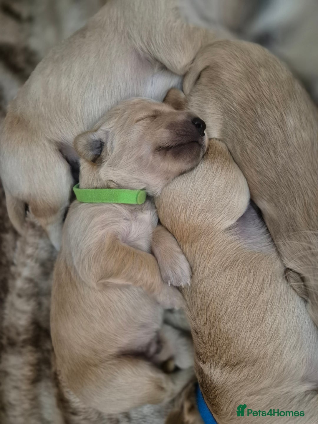 Golden Retriever dogs for sale: Incredible KC registered Field Golden retrievers  - Image 7