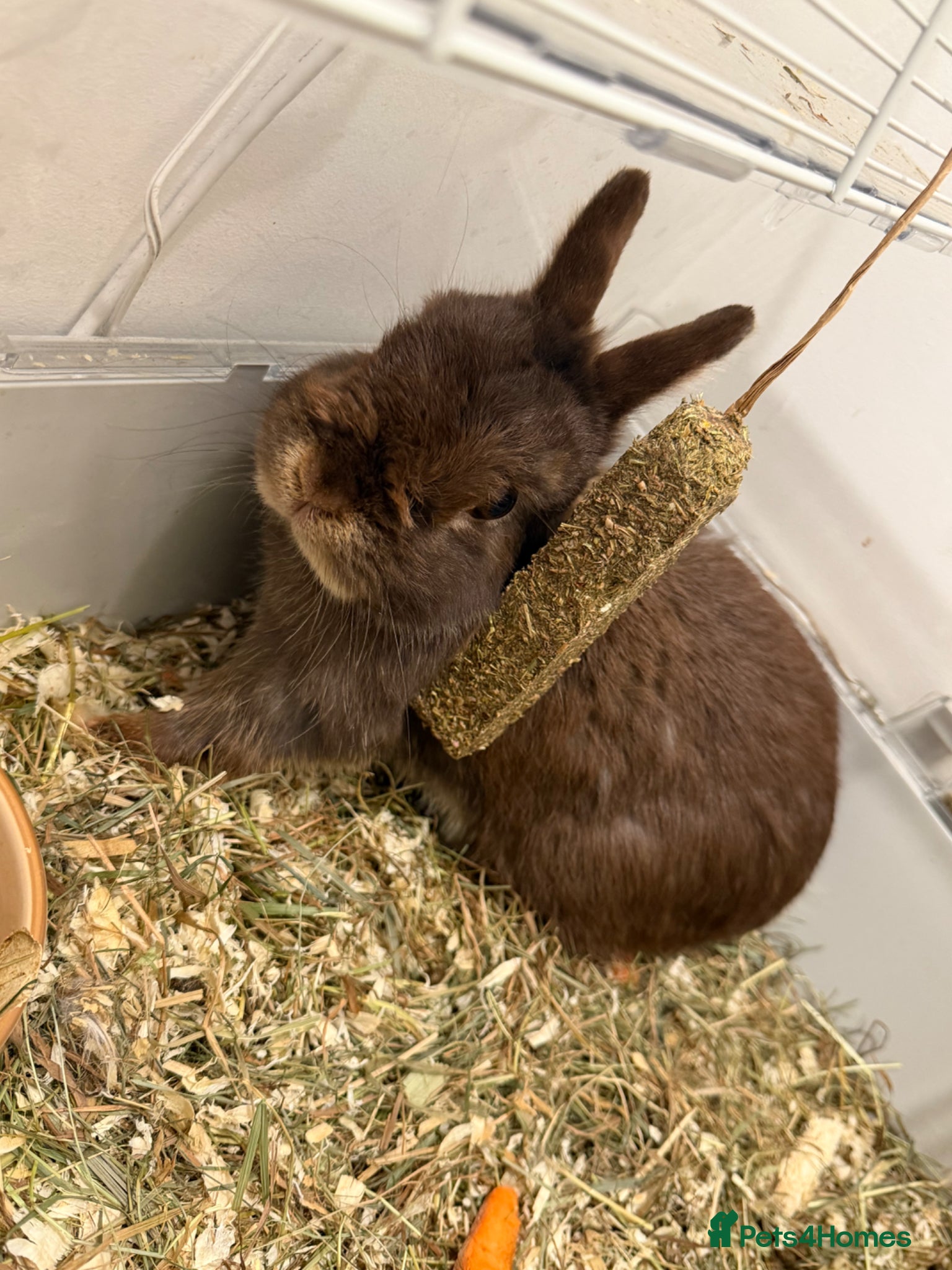 Netherland Dwarf rabbits Netherland dwarf - Advert 1
