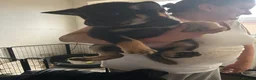 Mixed Breed dogs for sale: Female named bella - Advert 5