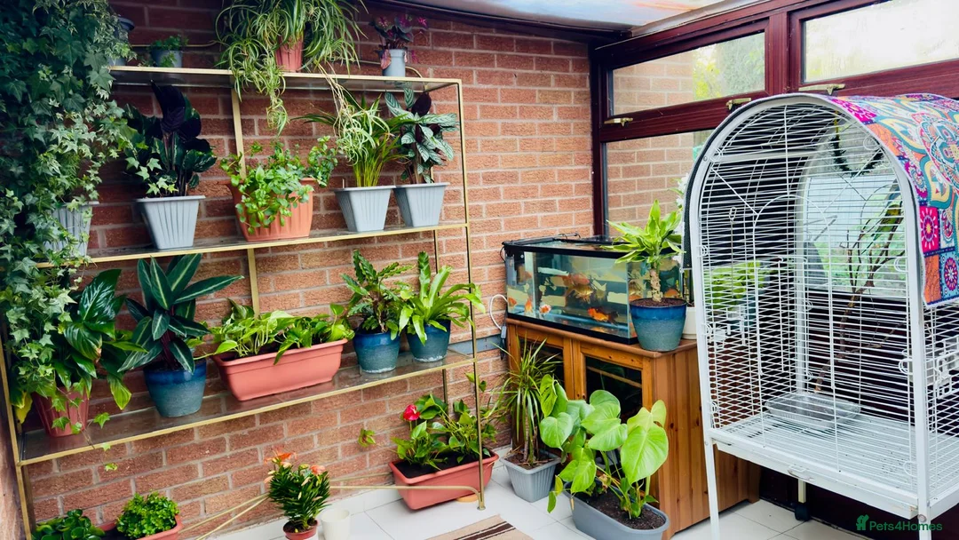 Budgerigars birds for sale: Budgies  in Leicester - Advert 2